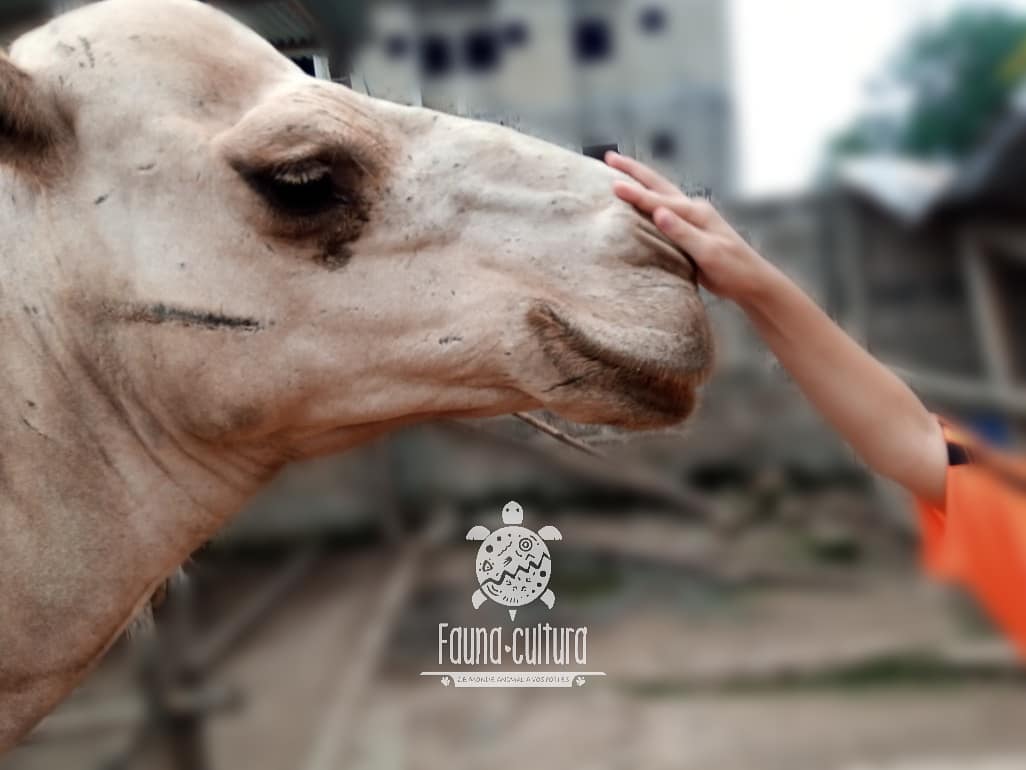 Fauna Cultura : le Zoo à visiter à tout prix